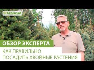 Когда и как правильно посадить ель