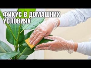Полив фикуса: как часто и как правильно поливать фикус в домашних условиях