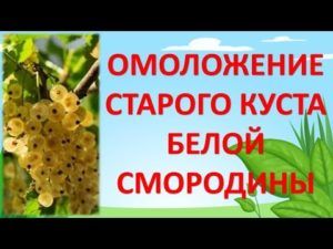 Описание сортов белой смородины, посадка и уход