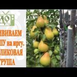 Сорта колонновидной груши: описание плодов, урожайность
