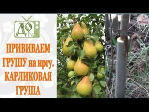 Сорта колонновидной груши: описание плодов, урожайность