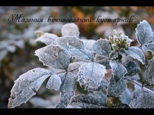 Вечнозеленые кустарники, описание, особенности ухода
