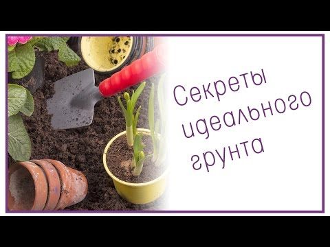 Какая земля нужна для фикуса