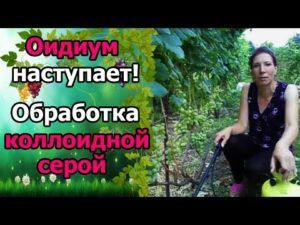 Как применяется в садоводстве коллоидная сера