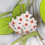 Хойя, восковой плющ: особенности ухода и размножения