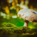 Как выглядит гриб моховик