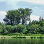Чёрный тополь: описание, место произрастания, сбор и применение