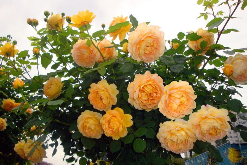 Роза Голден Селебрейшен: описание, особенности выращивания