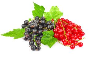 Подкормка смородины весной и осенью