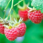 Как собирать ведро ягод с куста малины
