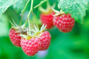 Как собирать ведро ягод с куста малины