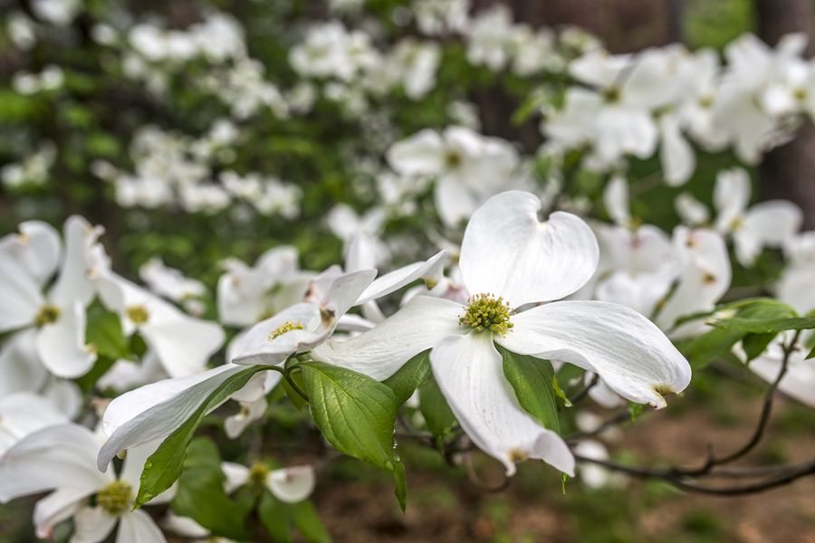 дерен белый 
