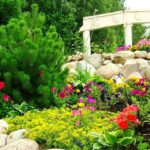 Растения для промежуточных камней