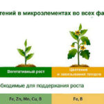 Микроэлементы для растений: особенности использования