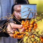 Лекарство от природы. Облепиха