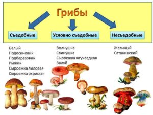 Как не допустить отравления грибами?