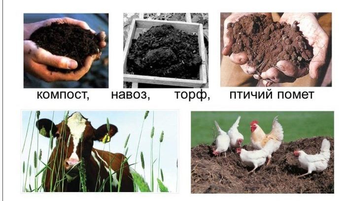 Органические и минеральные удобрения: выбирайте правильно