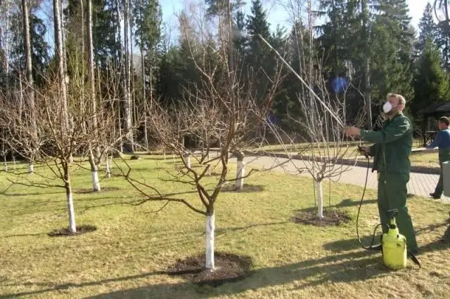 шаги подготовки сада к зиме