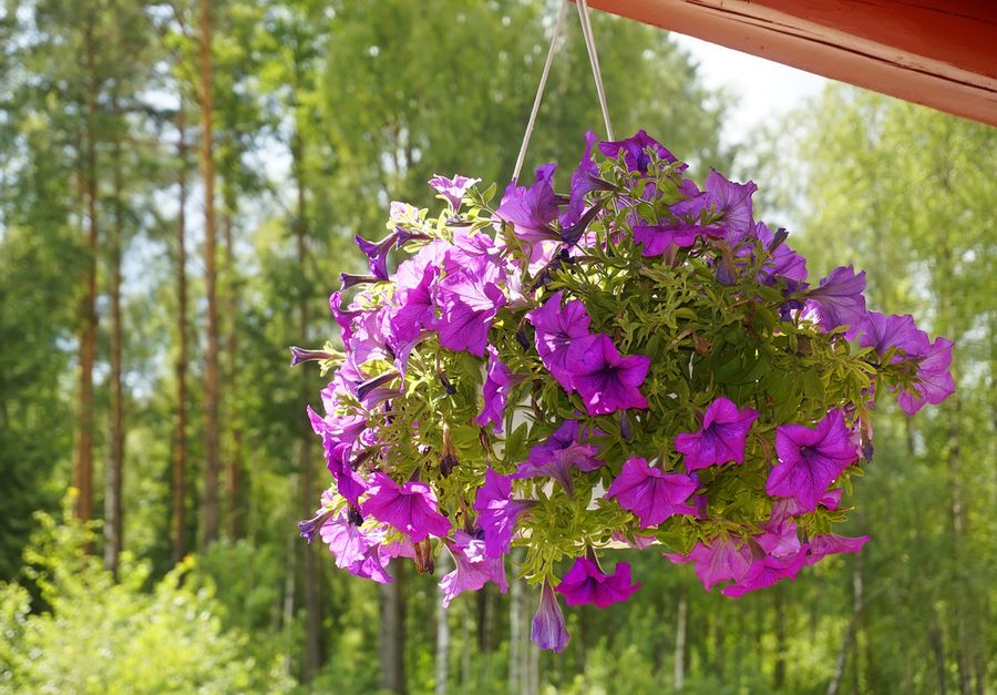 ампельные растения ампельные растения