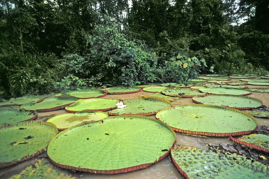 виктория амазонская