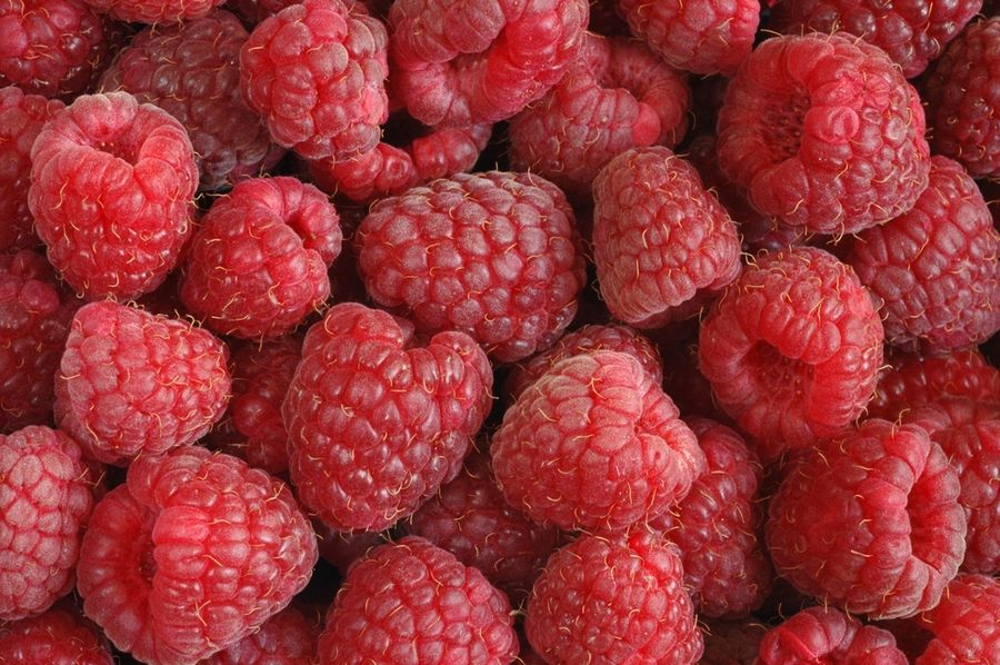 генералиссимус малина генералиссимус малина