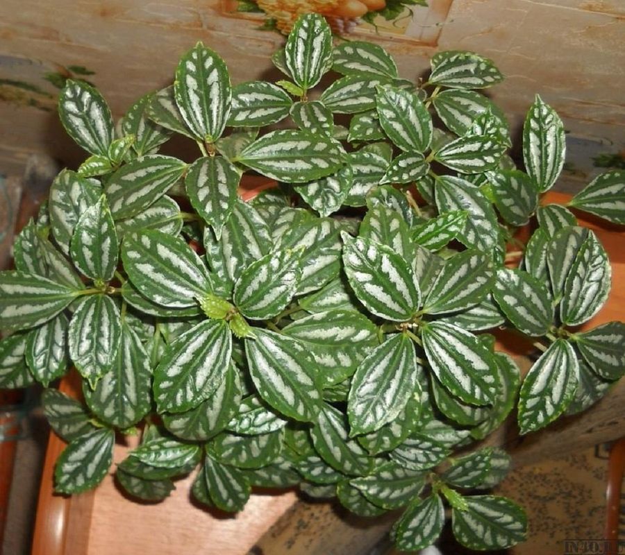 пеллиония