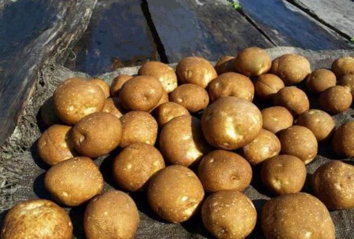 картофель киви картофель киви